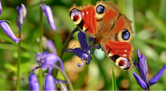  UKAA spring bank holiday hours flowers butterfly