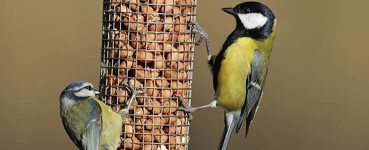 RSPB Big Garden Bird Watch 2021
