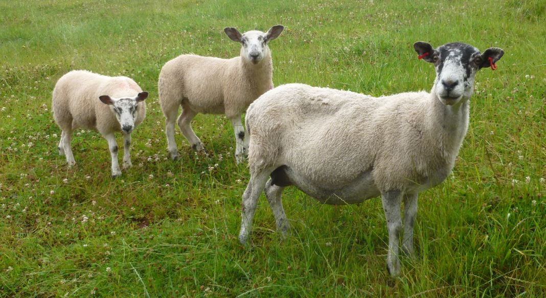 sheep yard ukaa the team