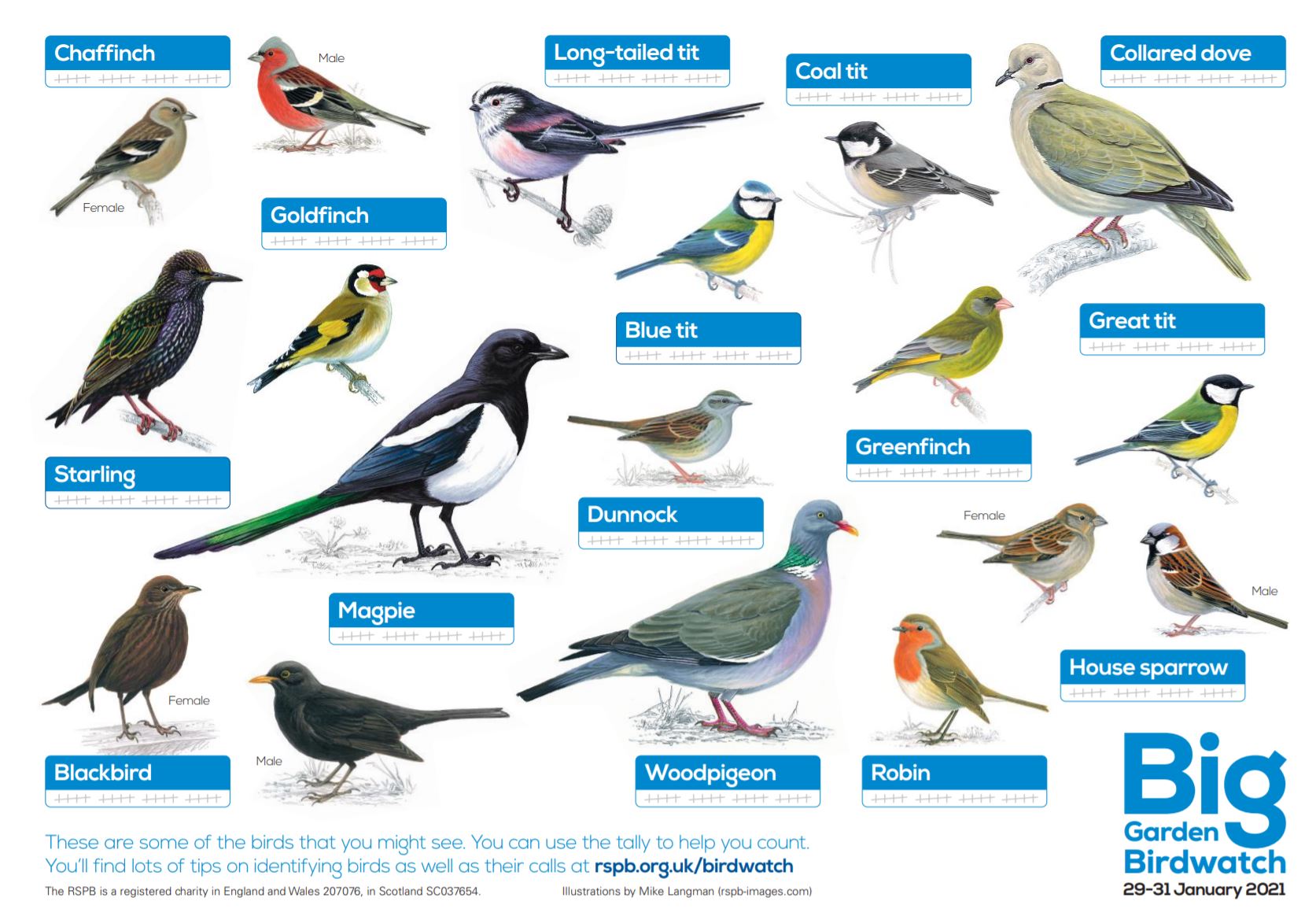 The RSPB Big Bird Watch - The Printable Bird ID