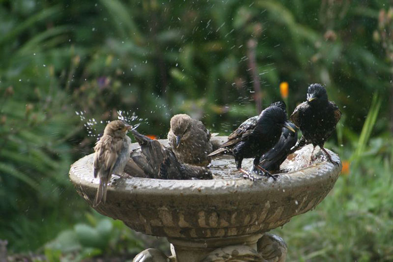Birds Batheing in An Antique Birdbath
