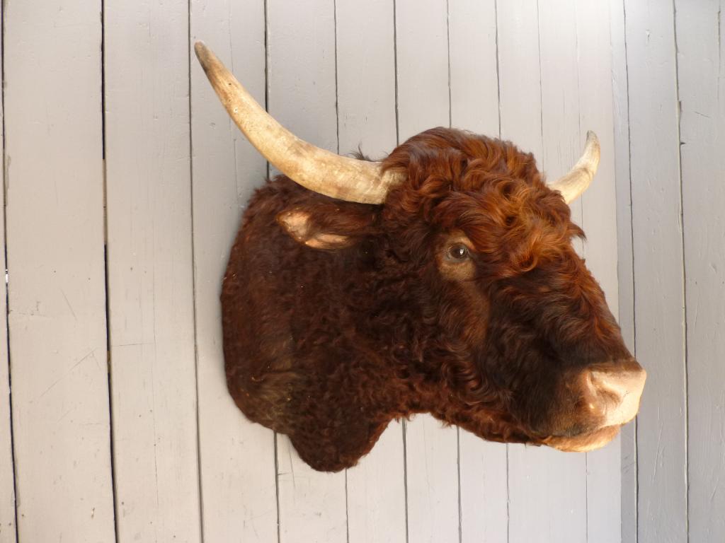 Antique original taxidermy of a bulls head which has been stuffed by a taxidermist this item is ideal for steak houses, grills, bars and restaurants 