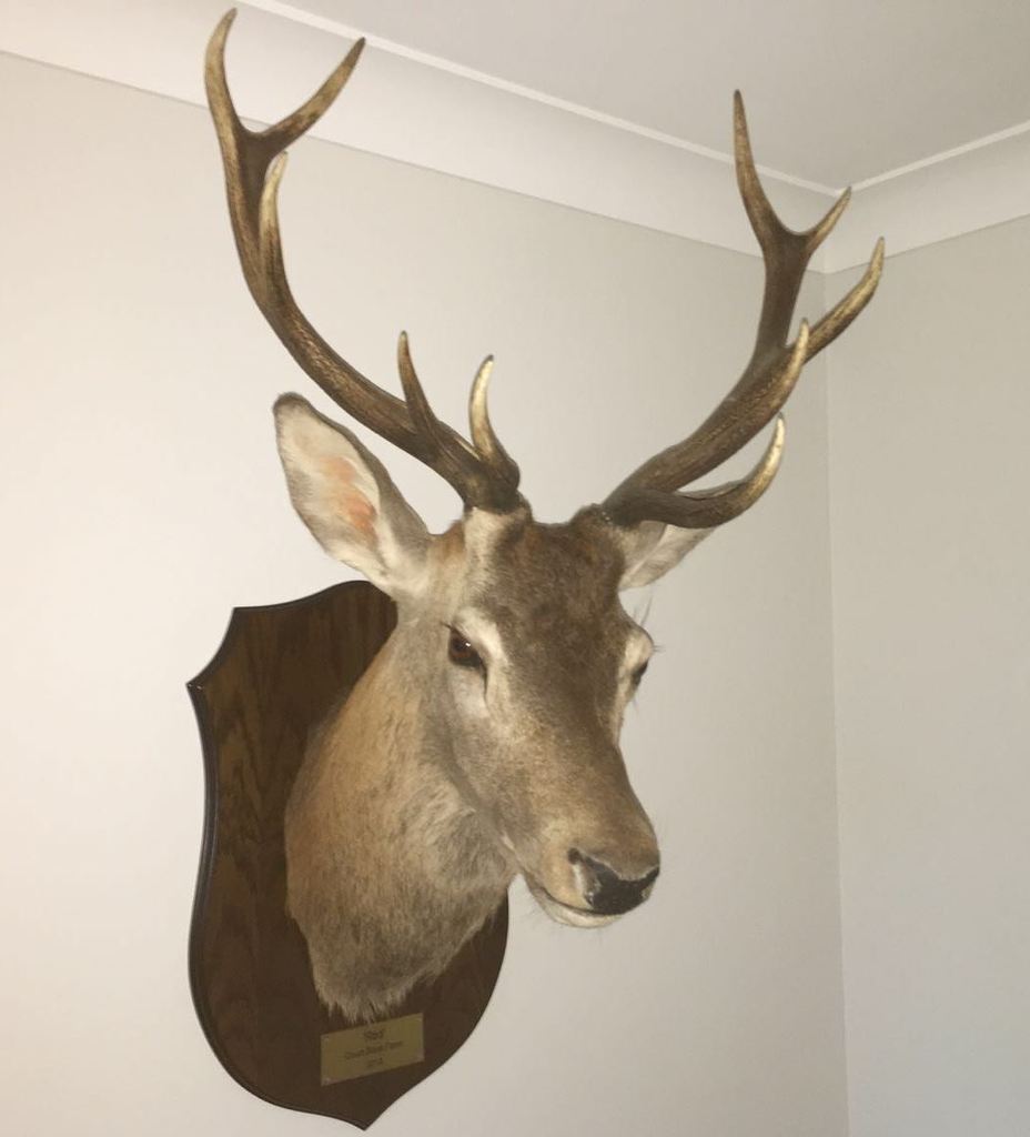original antique Victorian taxidermy stuffed real deer head hunting trophies with antlers are available to view in our antiques shop in Staffordshire 